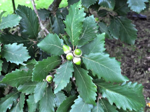 Quercus canariensis, 19860055
