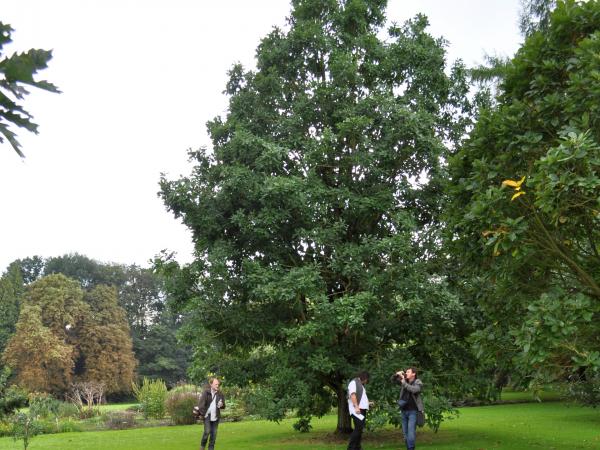 Quercus canariensis, 19860055