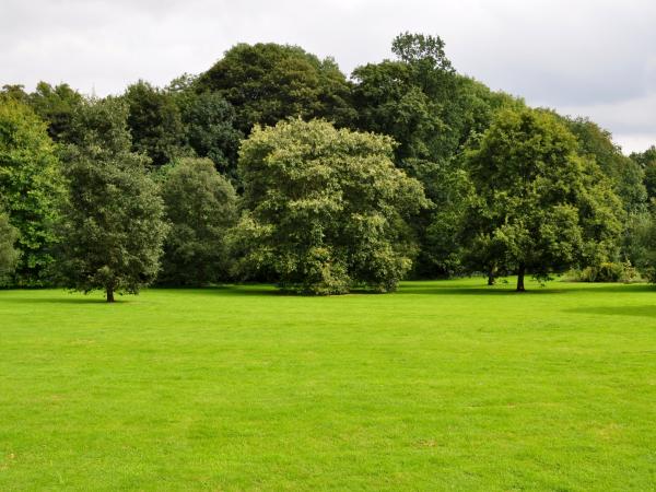 Quercus cerris (left), Quercus variabilis (centre), Quercus acutissima (right)