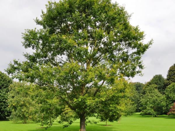 Quercus serrata, 19790827