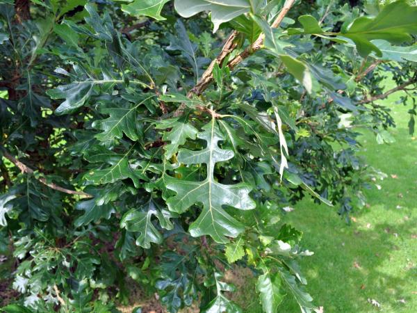 Quercus macrocarpa, 20001403.03