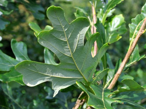 Quercus macrocarpa, 20001403.03