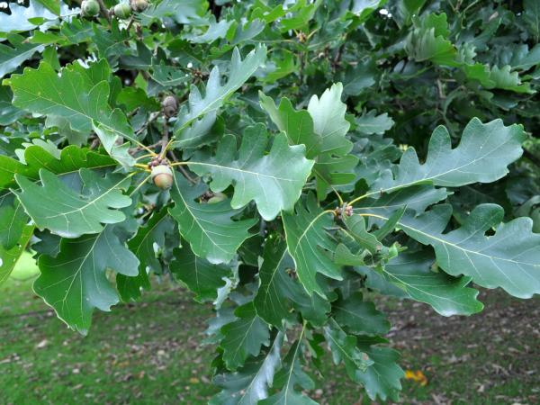 Quercus aff. bicolor x petraea, 19810726