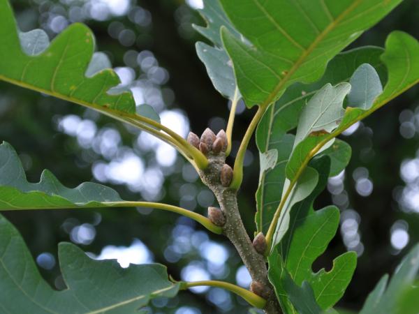 Quercus aff. bicolor x petraea, 19810726
