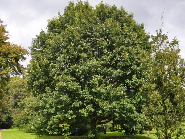 Quercus aff. bicolor x petraea, 19810726