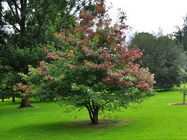 Quercus acerifolia, 19891628