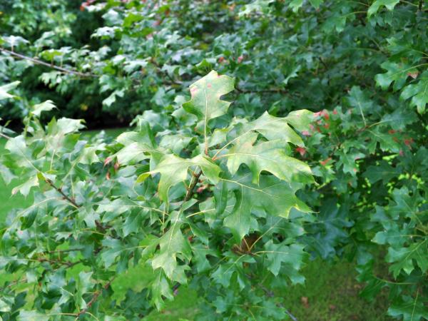 Quercus acerifolia, 19891628