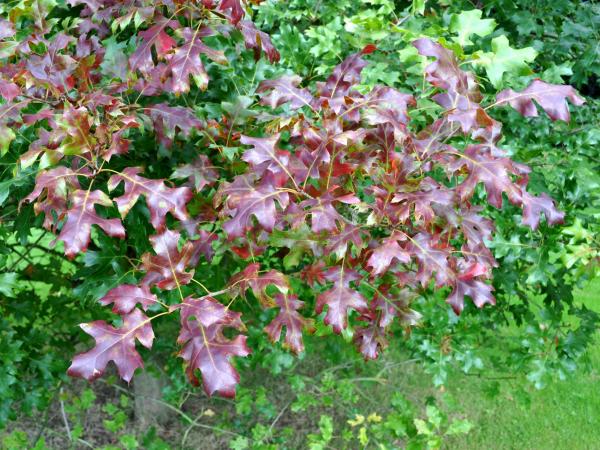 Quercus acerifolia, 19891628