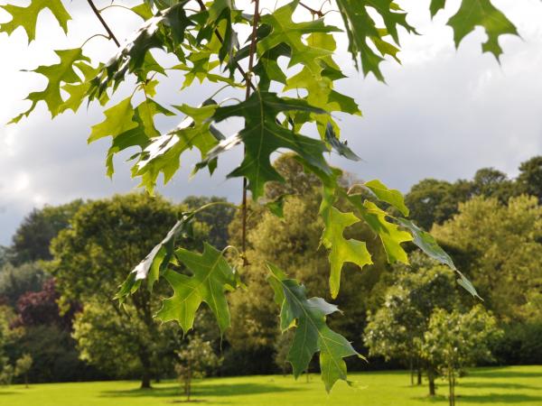 Quercus coccinea, 19821489