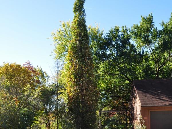 Starhill Forest - Photo: C. Snyers