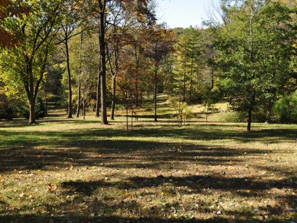 Starhill Forest - Photo: C. Snyers