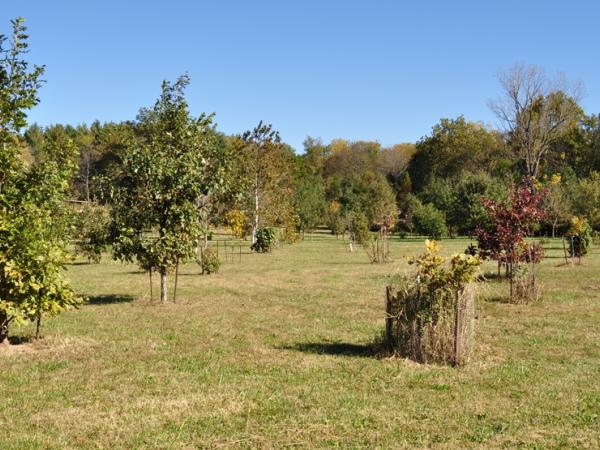 Starhill Forest - Photo: C. Snyers