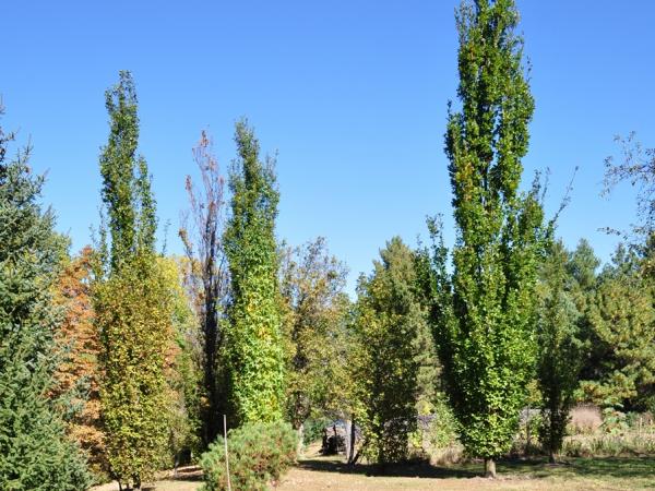 Starhill Forest - Photo: C. Snyers