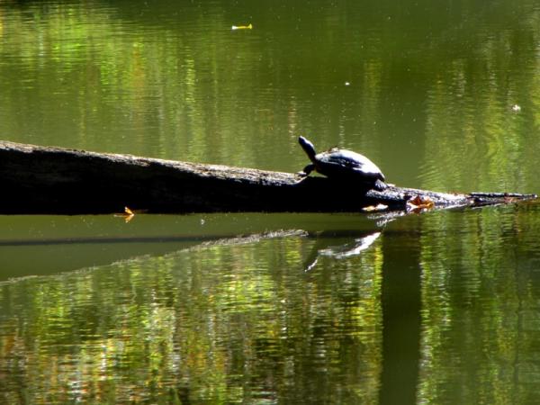 Turtle sunbathing on Cache River - Photo: G. Sternberg
