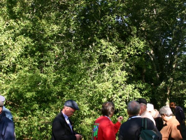 28/09/12. Arboretum des Barres. Quercus baronii Skan. Photo: L. Kenyon.