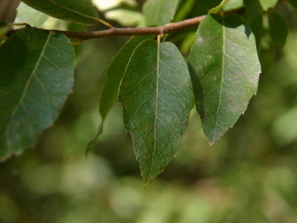 28/09/12. Arboretum des Barres. Quercus baronii Skan. Photo: L. Kenyon.