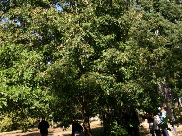 28/09/12. Arboretum des Barres. Quercus falcata Michx. Photo: L. Kenyon.