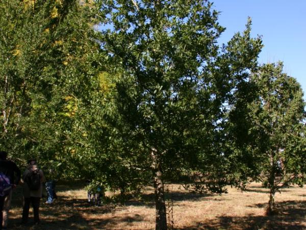 28/09/12. Arboretum des Barres. Quercus trojana Webb. Photo: L. Kenyon.