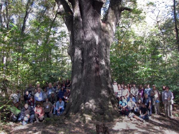 State champion Quercus pagoda in Heron Pond - Photo: G. Sternberg
