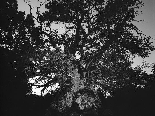 © Gustaf Emanuellson. All rights reserved.