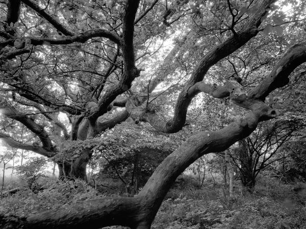 Oak in Törringelund, Oxie, Sweden. © Gustaf Emanuelsson