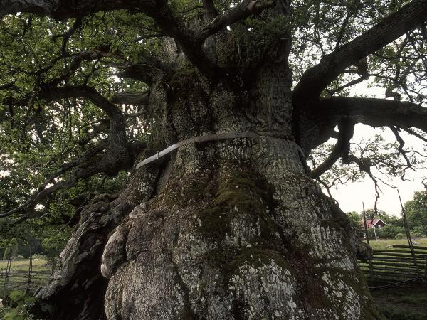 © Gustaf Emanuellson. All rights reserved.