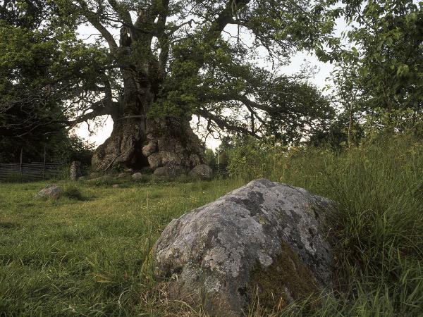 © Gustaf Emanuellson. All rights reserved.