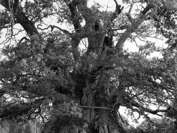 © Gustaf Emanuellson. All rights reserved.