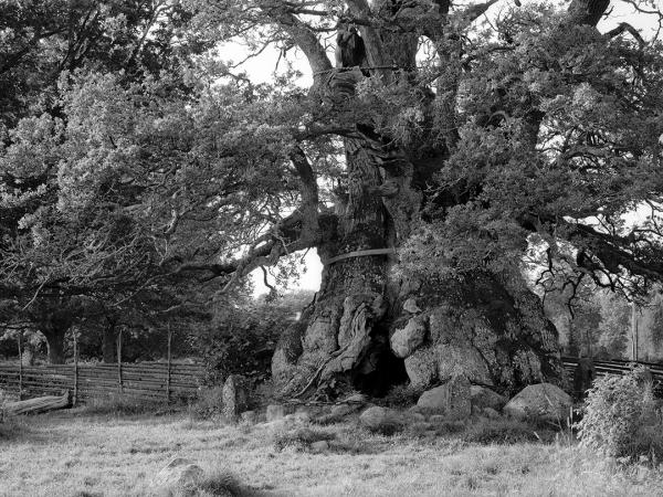 © Gustaf Emanuellson. All rights reserved.