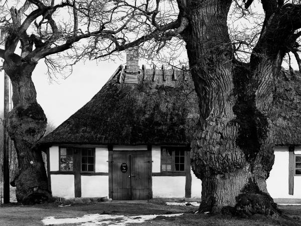 Oaks at Toppeladugård, Oxie, Sweden. © Gustaf Emanuelsson