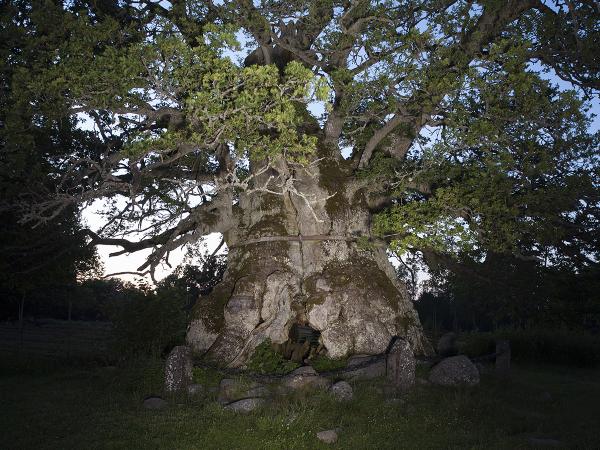 © Gustaf Emanuellson. All rights reserved.