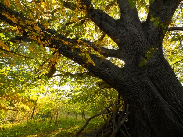 Oak in Törringelund, Oxie, Sweden. © Gustaf Emanuelsson
