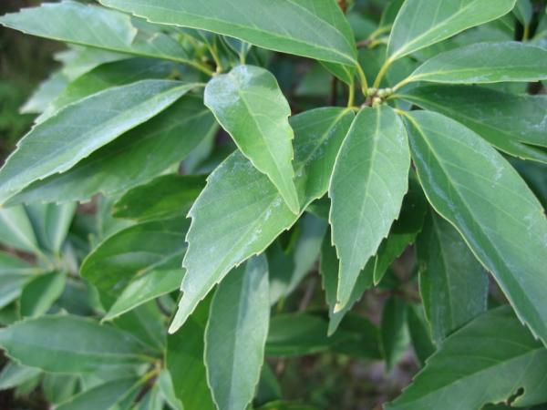 28/09/12. Arboretum des Grandes Bruyères. Quercus glauca Thunb. Photo: R. Cameron.