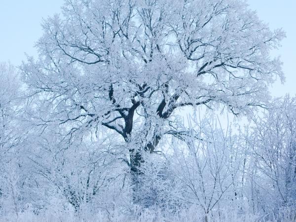 Oak near Södra Sandby, Lund, Sweden. © Gustaf Emanuelsson