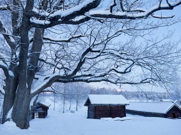Oak in Mora, Sweden. Ok © Gustaf Emanuelsson