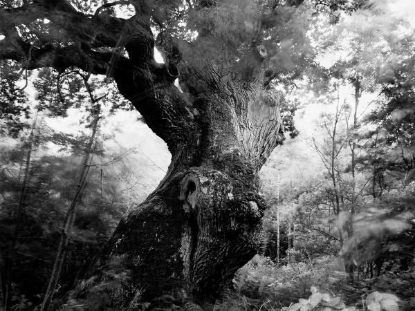 Oak in Börringe, Sweden (8.5 m/28 ft circumference). © Gustaf Emanuelsson