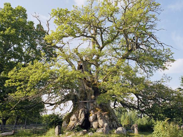 © Gustaf Emanuellson. All rights reserved.