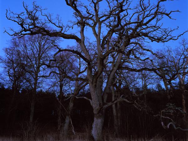 Oaks near Övedskloster in Sweden. © Gustaf Emanuelsson