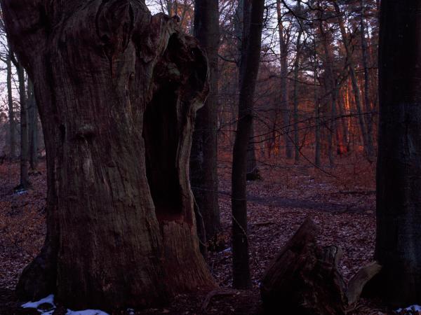 Oaks near Övedskloster in Sweden. © Gustaf Emanuelsson