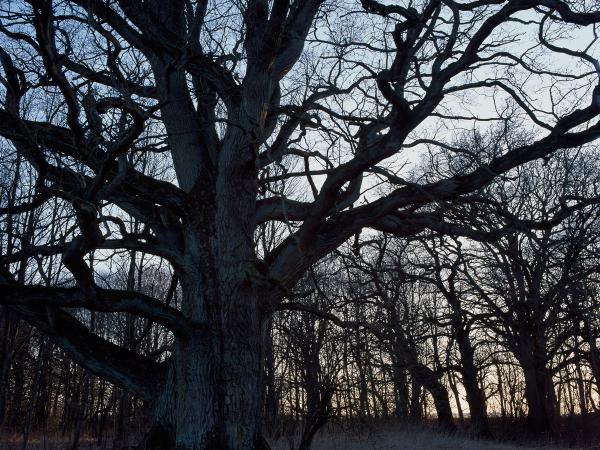 Oaks near Övedskloster in Sweden. © Gustaf Emanuelsson