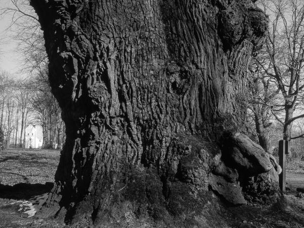 Scania's biggest oak at Bosjökloster (9 m/29.5 ft) © Gustaf Emanuelsson