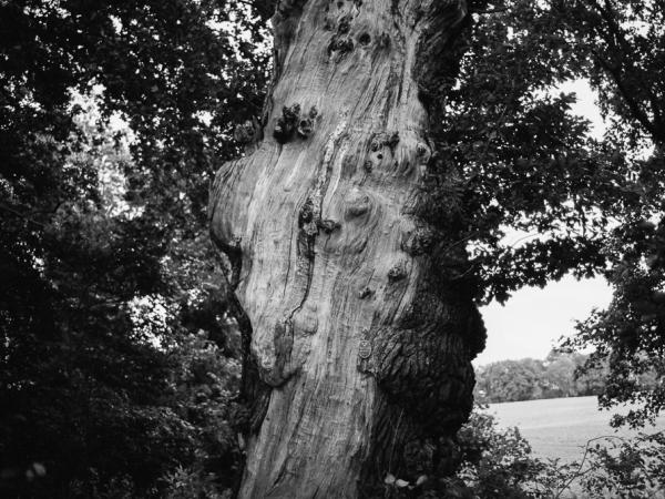Oak in Svaneholm, Skurup, Sweden. © Gustaf Emanuelsson