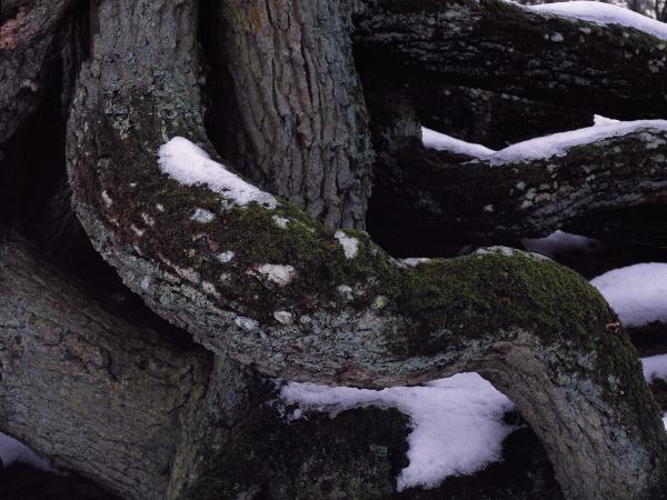 Oak roots near Vombsjön in Sweden. © Gustaf Emanuelsson