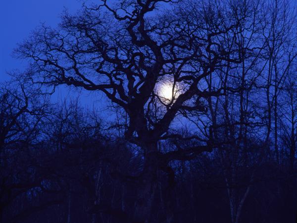 Oak in Bokskogen outside of Malmö. © Gustaf Emanuelsson