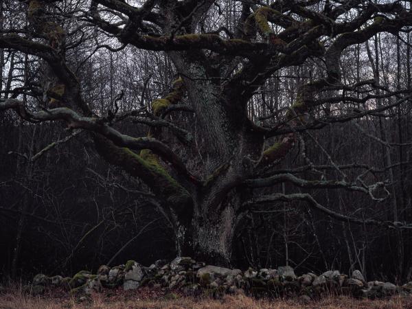 Oak near Finjansjön in Sweden. © Gustaf Emanuelsson