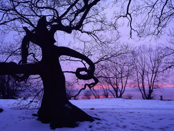 Oak near Vombsjön in Sweden. © Gustaf Emanuelsson