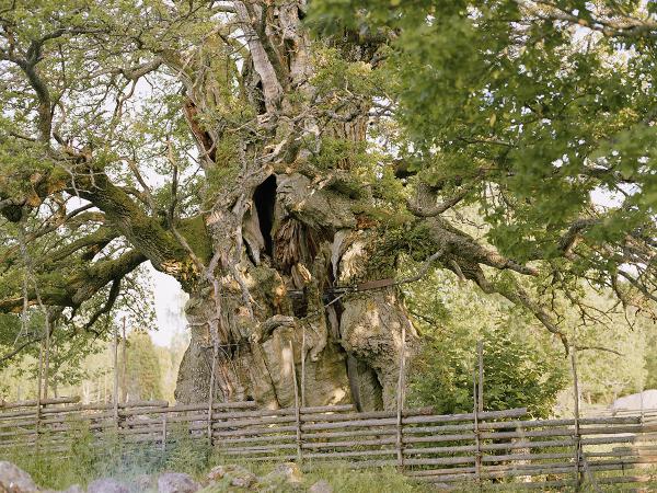 © Gustaf Emanuellson. All rights reserved.