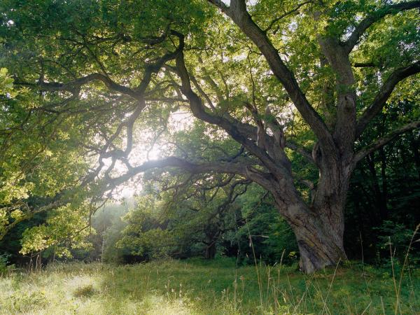 Oak near Sjöbo in Sweden. © Gustaf Emanuelsson