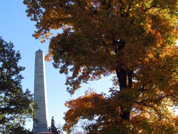 Carya tomentosa at Lincoln's Tomb - Photo: G. Sternberg