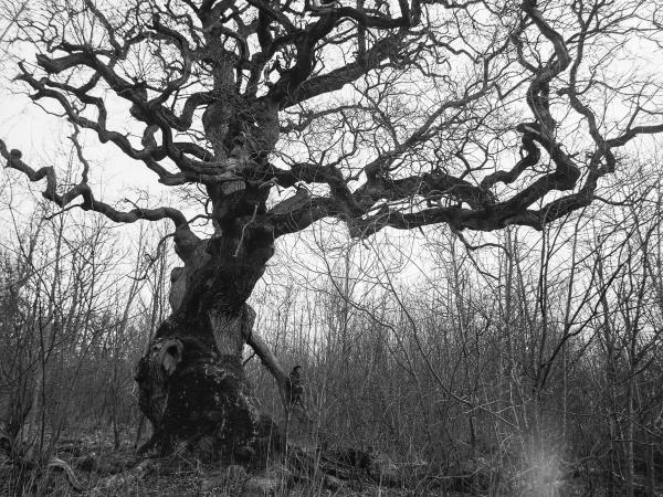 Oak in Börringe, Sweden. 8.5 m /28 ft circunference. © Gustaf Emanuelsson